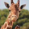 giraffe africa savannah 4569944432
