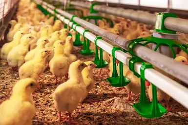 Управление микроклиматом в животноводстве на базе решений ОВЕН